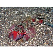 Neosynchiropus ijimae (Jordan et Thompson, 1914)