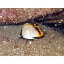 Chaetodon vagabundus Linnaeus, 1758