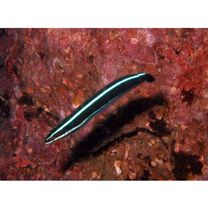 Plagiotremus rhinorhijnchos (Bleeker, 1852)