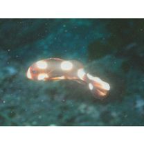 Plectorhinchus vittatus (Linnaeus, 1758)