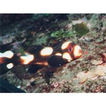 Plectorhinchus vittatus (Linnaeus, 1758)