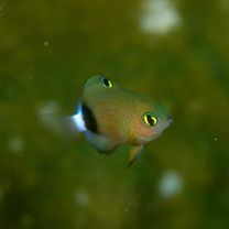 Plectroglyphidodon dickii (Lienard, 1839)