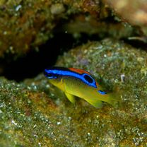 Chrysiptera brownriggii (Bennett, 1828)