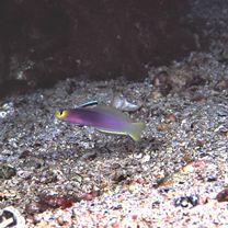 Nemateleotris helfrichi Randall et Allen, 1973