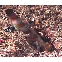 Amblyeleotris melanocephala Aonuma, Iwata et Yoshino, 2000