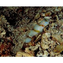 Vanderhorstia kizakura Iwata, Shibukawa et Ohnishi, 2007