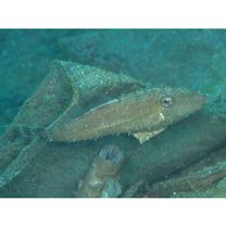 Monacanthidae, indet. gen. & sp