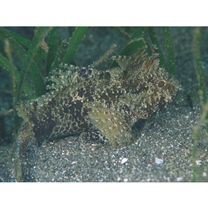 Paracentropogon longispinis (Cuvier, 1829)