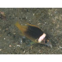 Scolopsis vosmeri (Bloch, 1792)