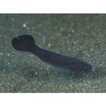 Pseudamia gelatinosa Smith, 1955