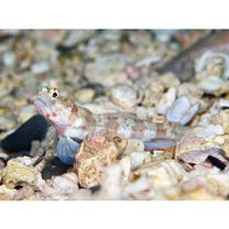 Amblyeleotris periophthalma (Bleeker, 1853)