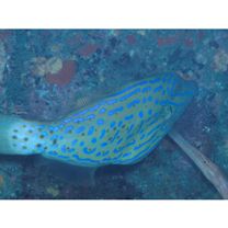 Aluterus scriptus (Osbeck, 1765)