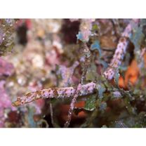 Halicampus boothae (Whitley, 1964)