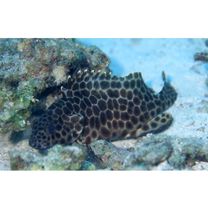 Epinephelus merra Bloch, 1793