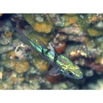 Pristicon trimaculatus (Cuvier, 1828)