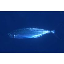 Grammatorcynus bilineatus (Ruppell, 1836)