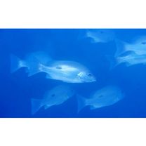 Lutjanus monostigma (Cuvier, 1828)