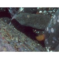 Ecsenius namiyei (Jordan et Evermann, 1902)