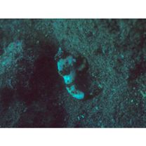 Neosynchiropus ocellatus (Pallas, 1770)