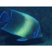 Pomacanthus semicirculatus (Cuvier, 1831)