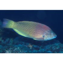 Pseudolabrus eoethinus (Richardson, 1846)