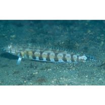 Parapercis kamoharai Schultz, 1966