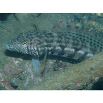 Parapercis kamoharai Schultz, 1966