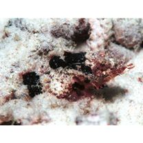 Scorpaenodes minor (Smith, 1958)