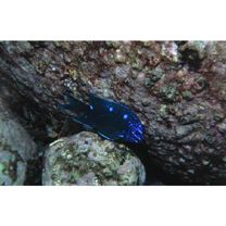 Microspathodon dorsalis (Gill, 1862)