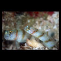 Vanderhorstia kizakura Iwata, Shibukawa et Ohnishi, 2007