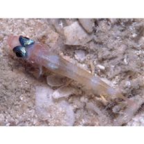 Trimma fasciatum Suzuki, Sakaue et Senou, 2012