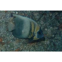 Pomacanthus zonipectus (Gill, 1862)