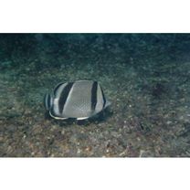 イースト・パシフィック・バタフライフィッシュ