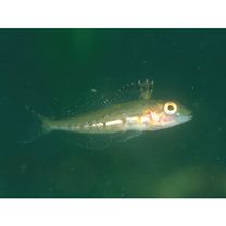 Pseudoblennius cottoides (Richardson, 1848)