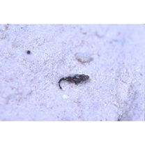 Platycephalidae, indet. gen. & sp