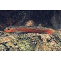 Stiphodon surrufus Watson et Kottelat, 1995