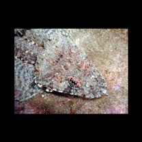 Thysanophrys celebica (Bleeker, 1854)