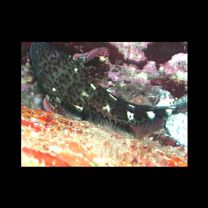 Cirrhitus pinnulatus (Schneider, 1801)