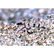 Callogobius amikami Goren, Miroz et Baranes, 1991