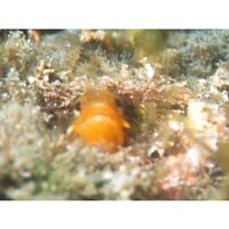 Neoclinus nudus Stephens et Springer, 1975