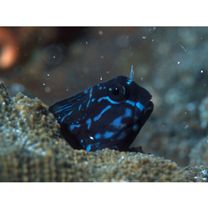 Ecsenius namiyei (Jordan et Evermann, 1902)