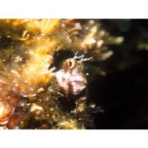 Mimoblennius atrocinctus (Regan, 1908)