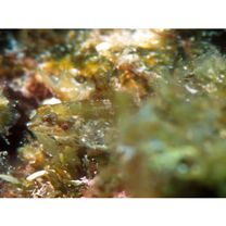 Enneapterygius miyakensis Fricke, 1987