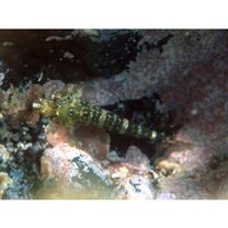 Enneapterygius miyakensis Fricke, 1987