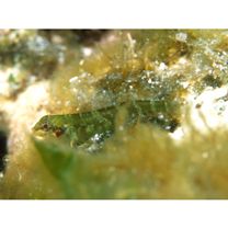 Enneapterygius miyakensis Fricke, 1987