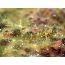 Enneapterygius miyakensis Fricke, 1987