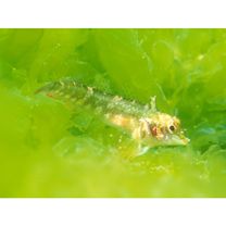 Enneapterygius miyakensis Fricke, 1987