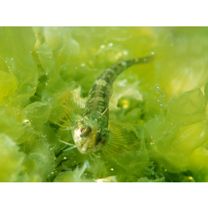 Enneapterygius miyakensis Fricke, 1987