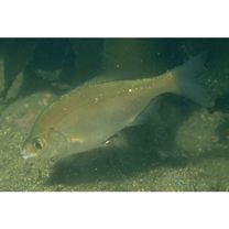 Ditrema viride Oshima, 1940