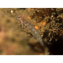 Eviota abax (Jordan et Snyder, 1901)